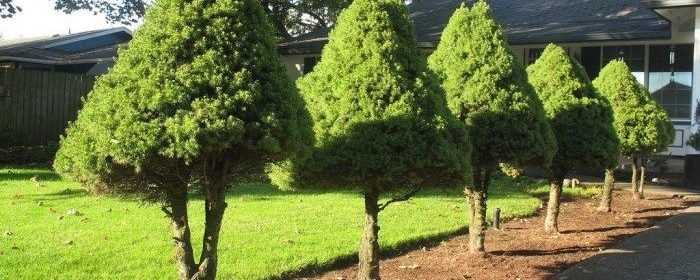 garden with trees