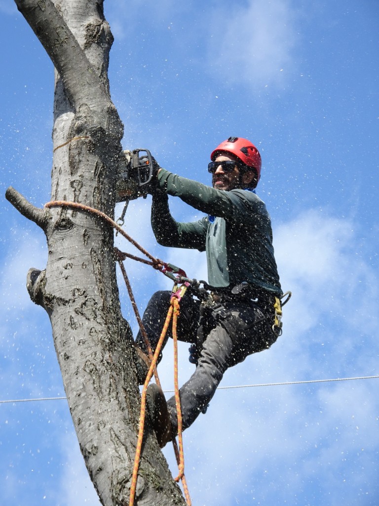 man cutting tree