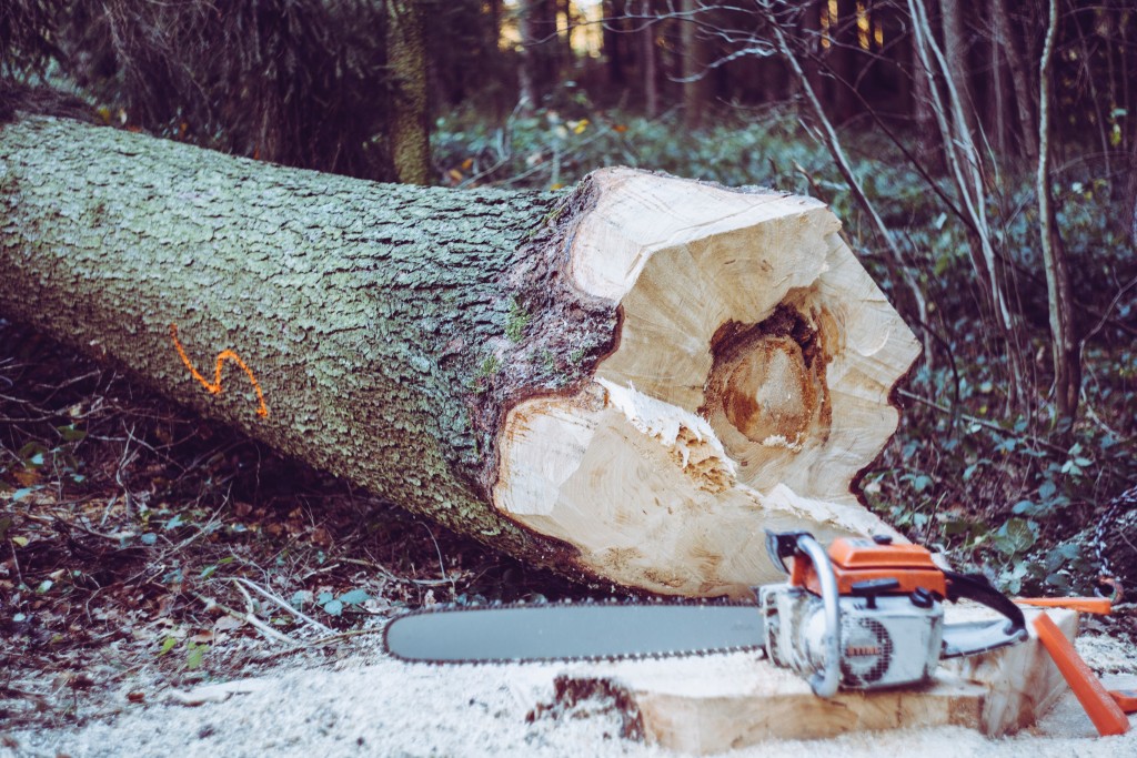 tree cutting